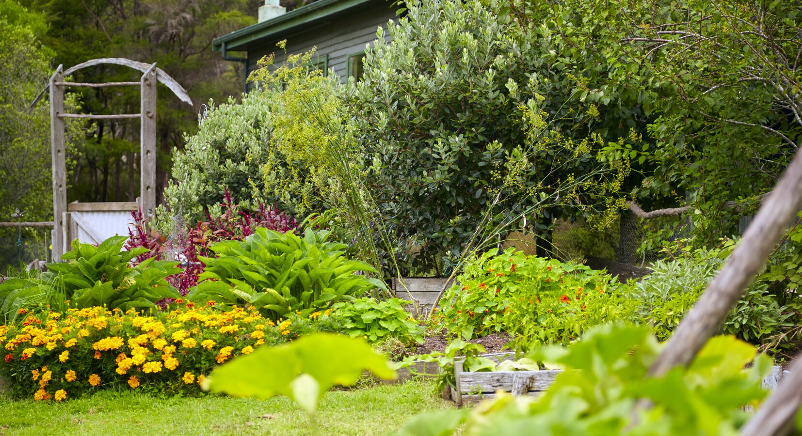 Awaroa kitchen garden