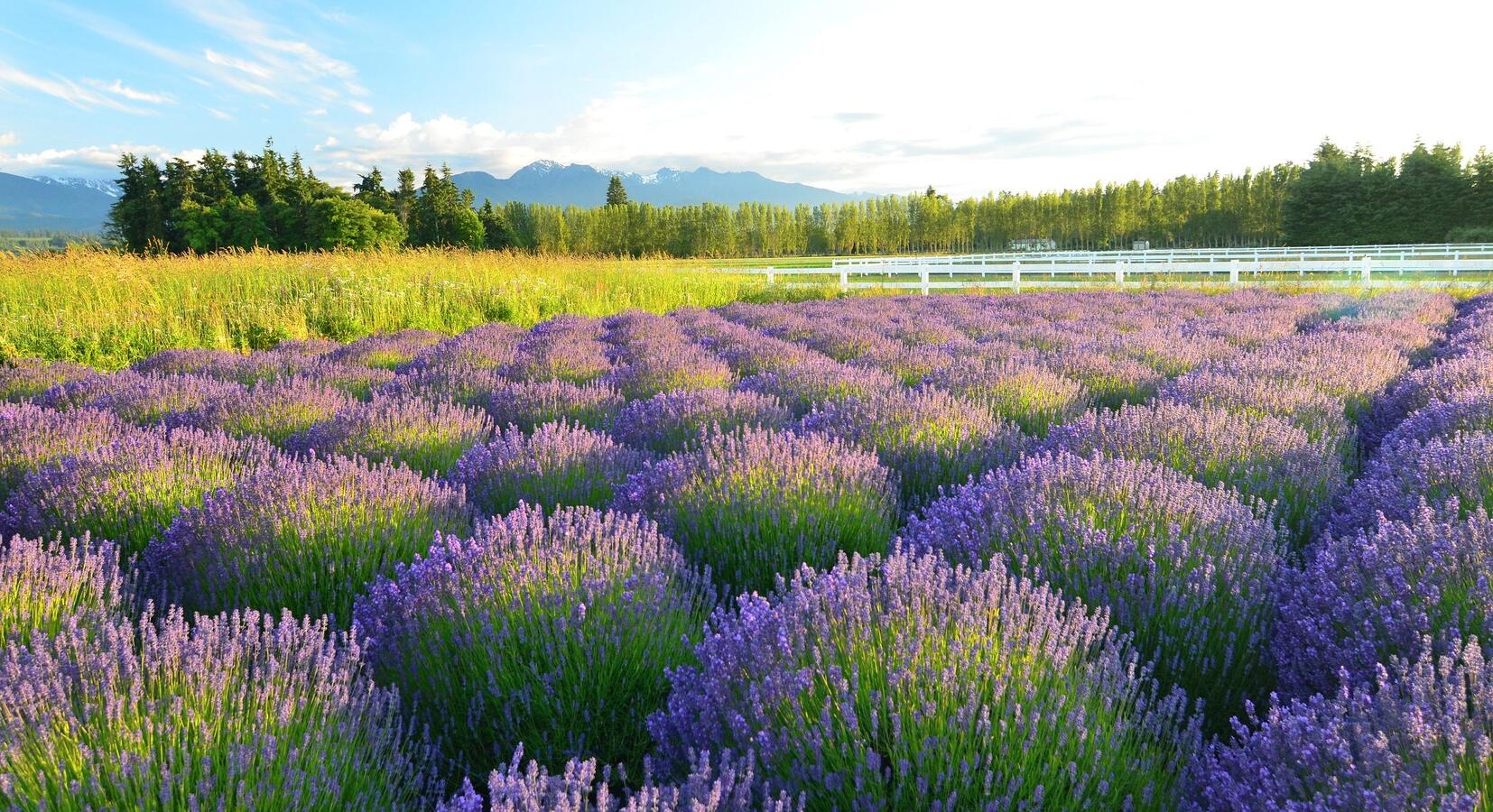 Lavender field