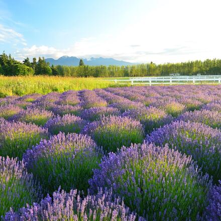 Lavender field