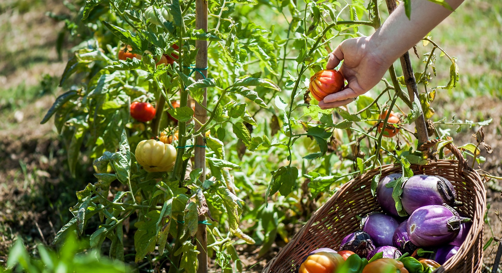 Il Salviatino - Vegetable Garden