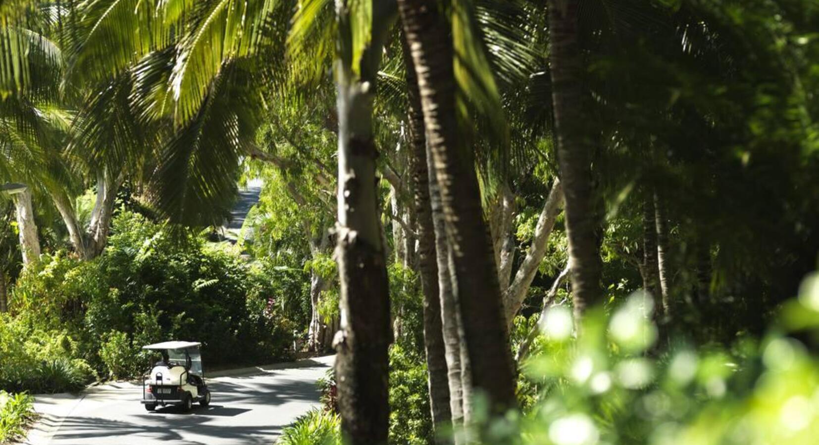 Buggy along tree-lined drive