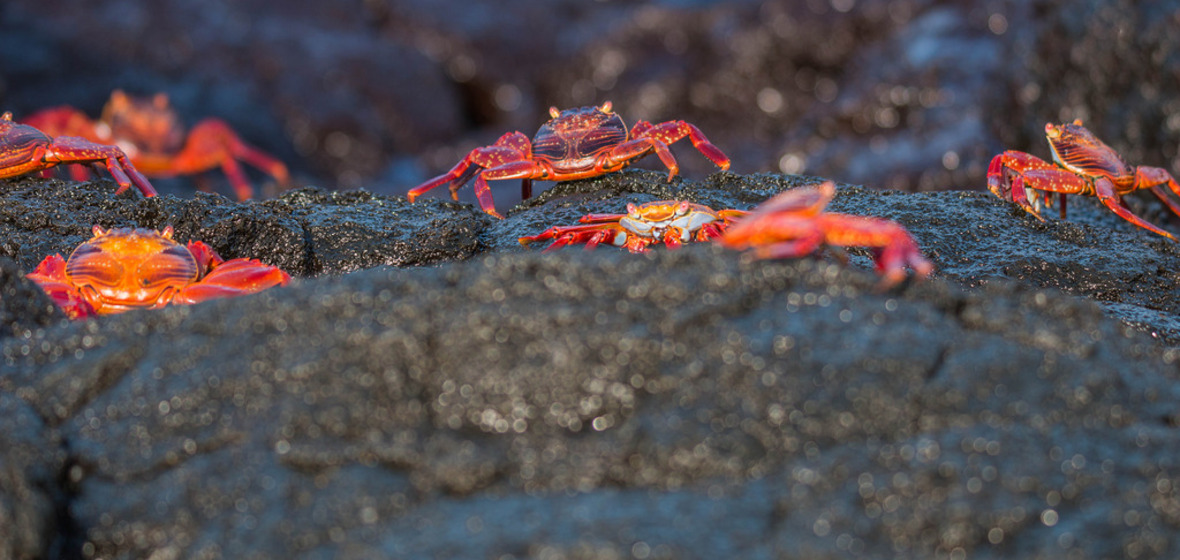 Photo de Îles Galapagos