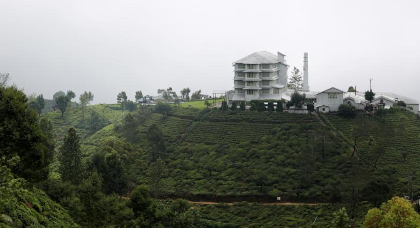 Tea Plantations