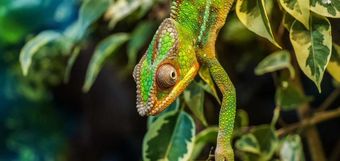 Photo of Madagascar