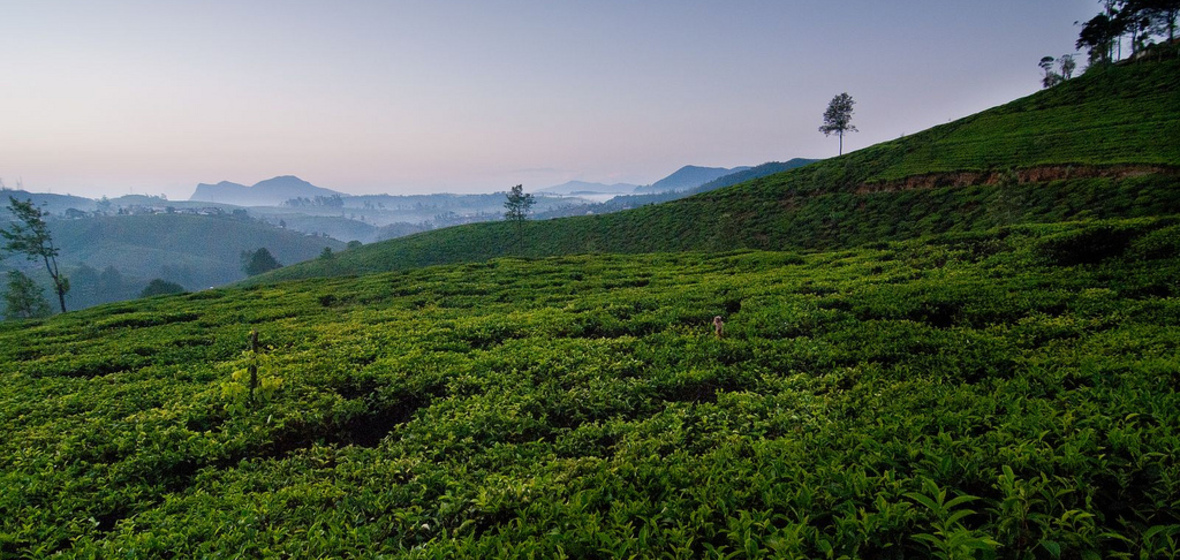 Foto von Nuwara Eliya