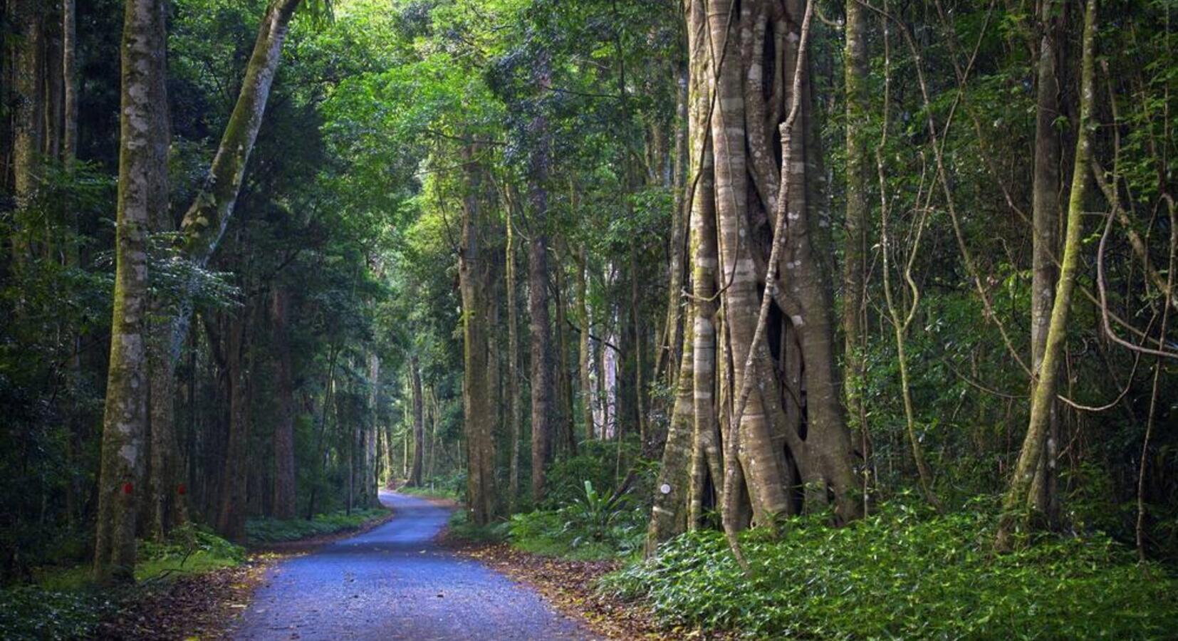 Tree-Lined Lanes