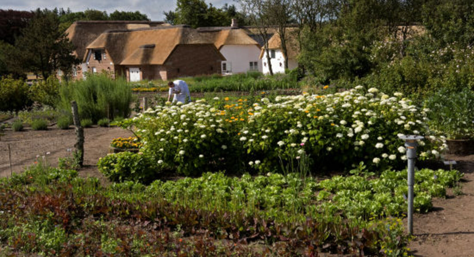 Kitchen Garden 