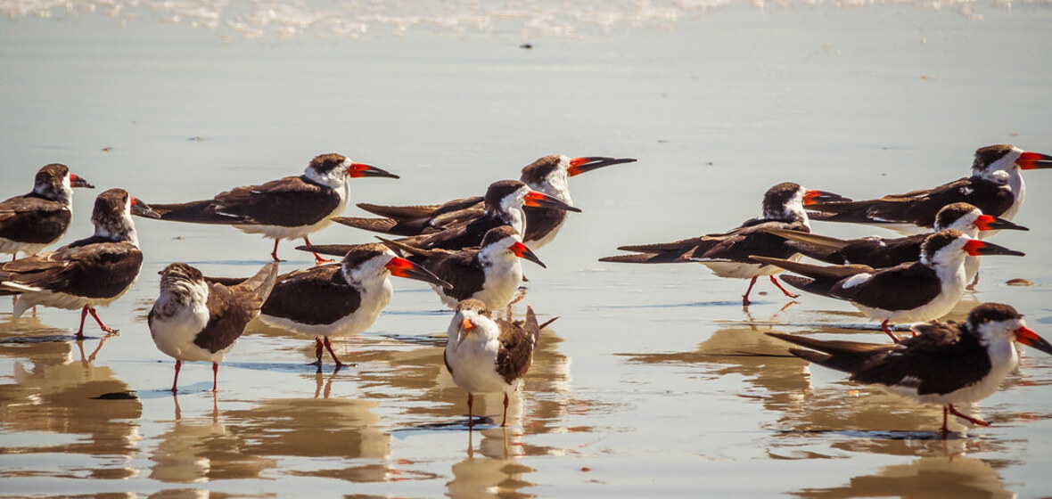 Foto von Amelia Island