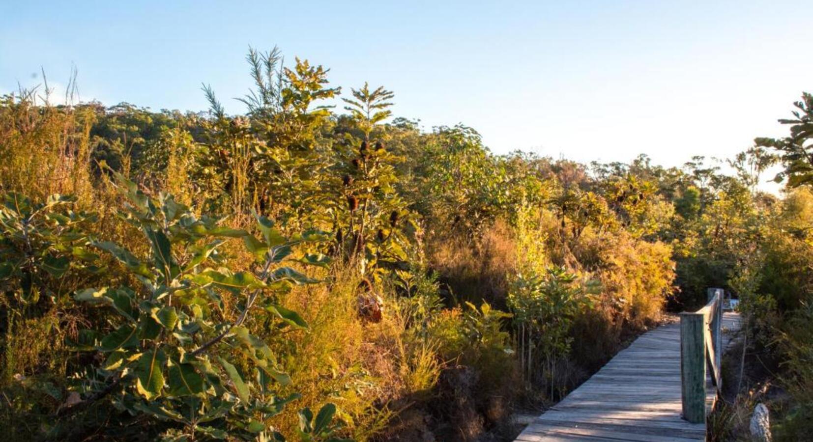 Bushwalking Paths