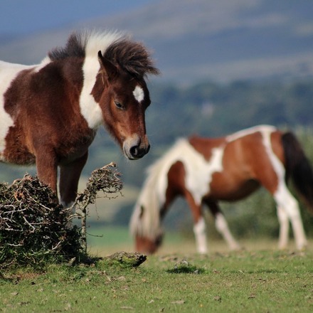 Les 14 meilleurs hôtels du parc national de Dartmoor