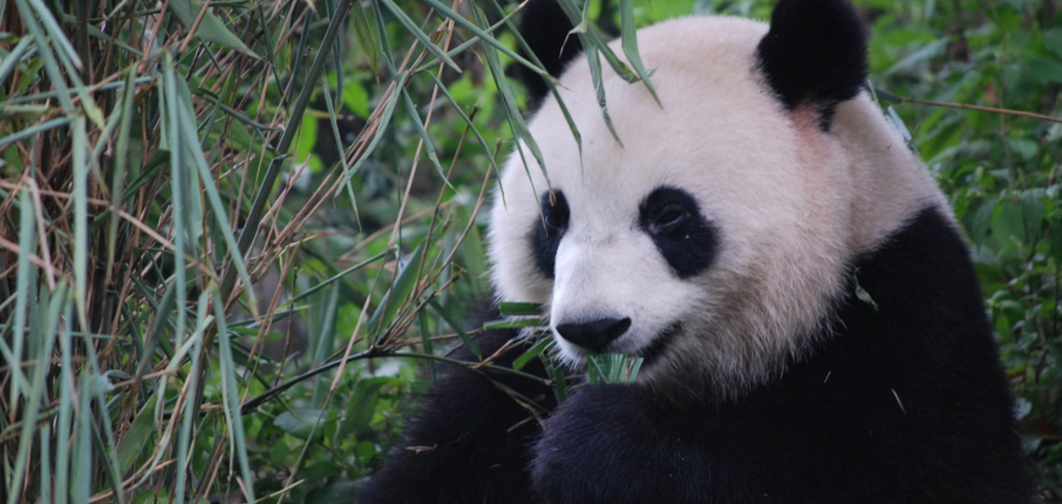 Photo of Chengdu