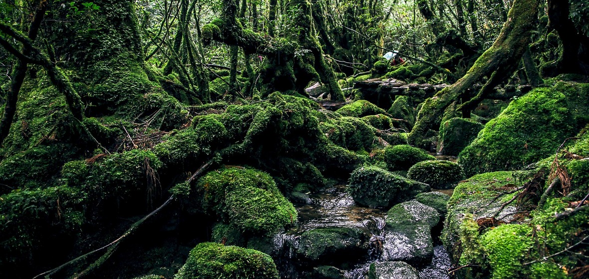 Foto von Yakushima