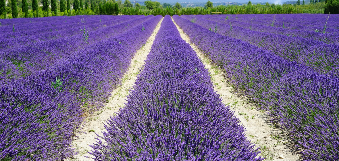 Photo of Provence