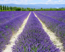 Provence