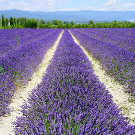 Provence