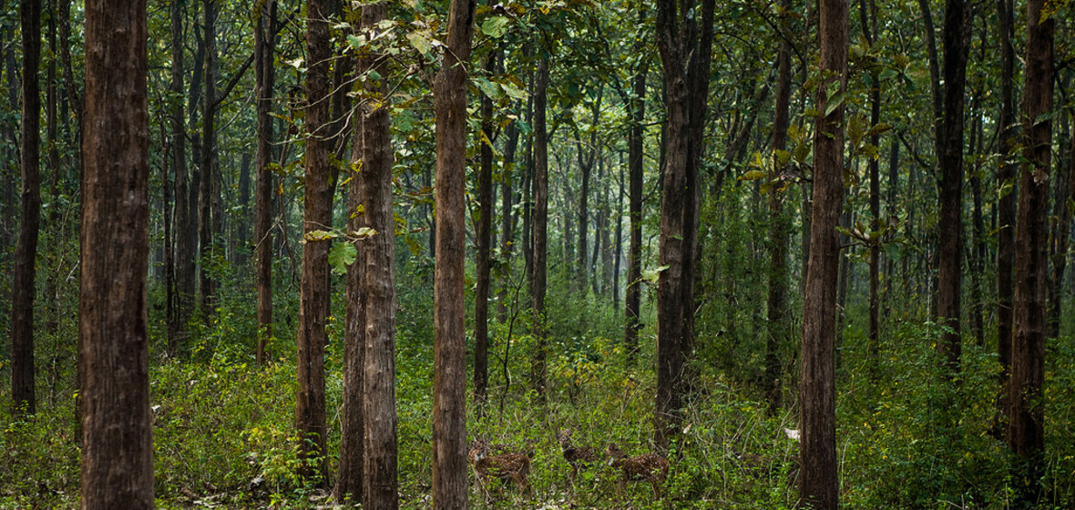 Photo of Coorg