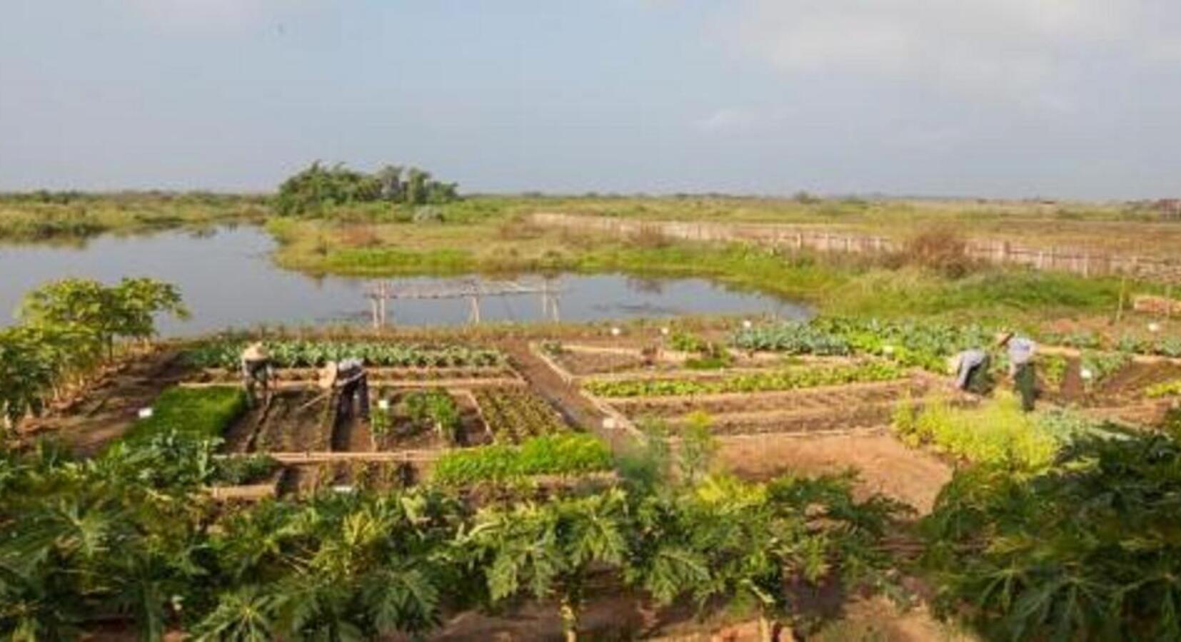 Organic vegetable garden