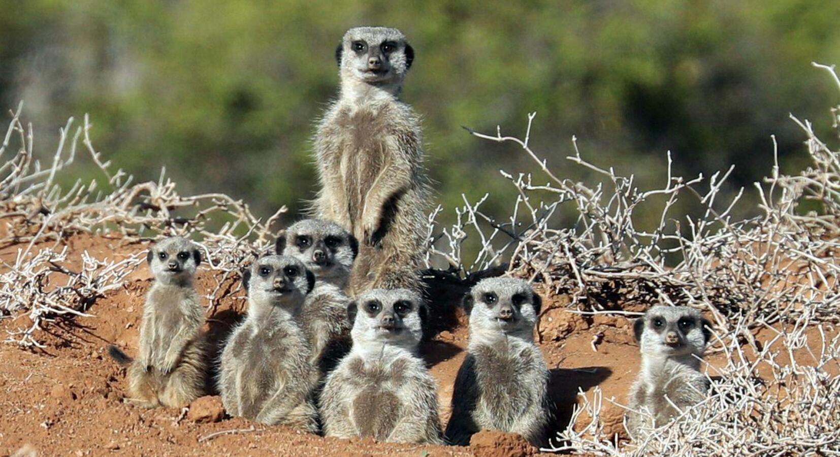 Meerkat Sanctuary