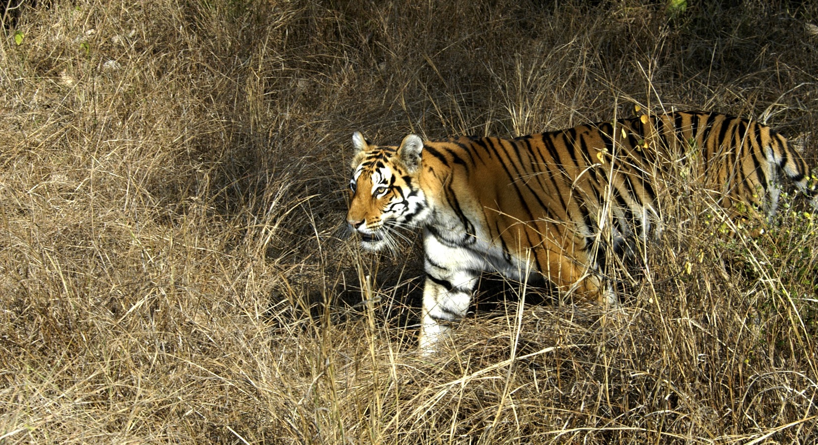 Tiger in Kanha National Park