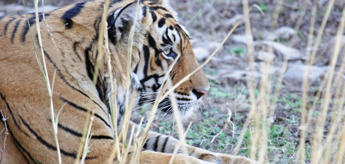 Photo of Sawāi Mādhopur