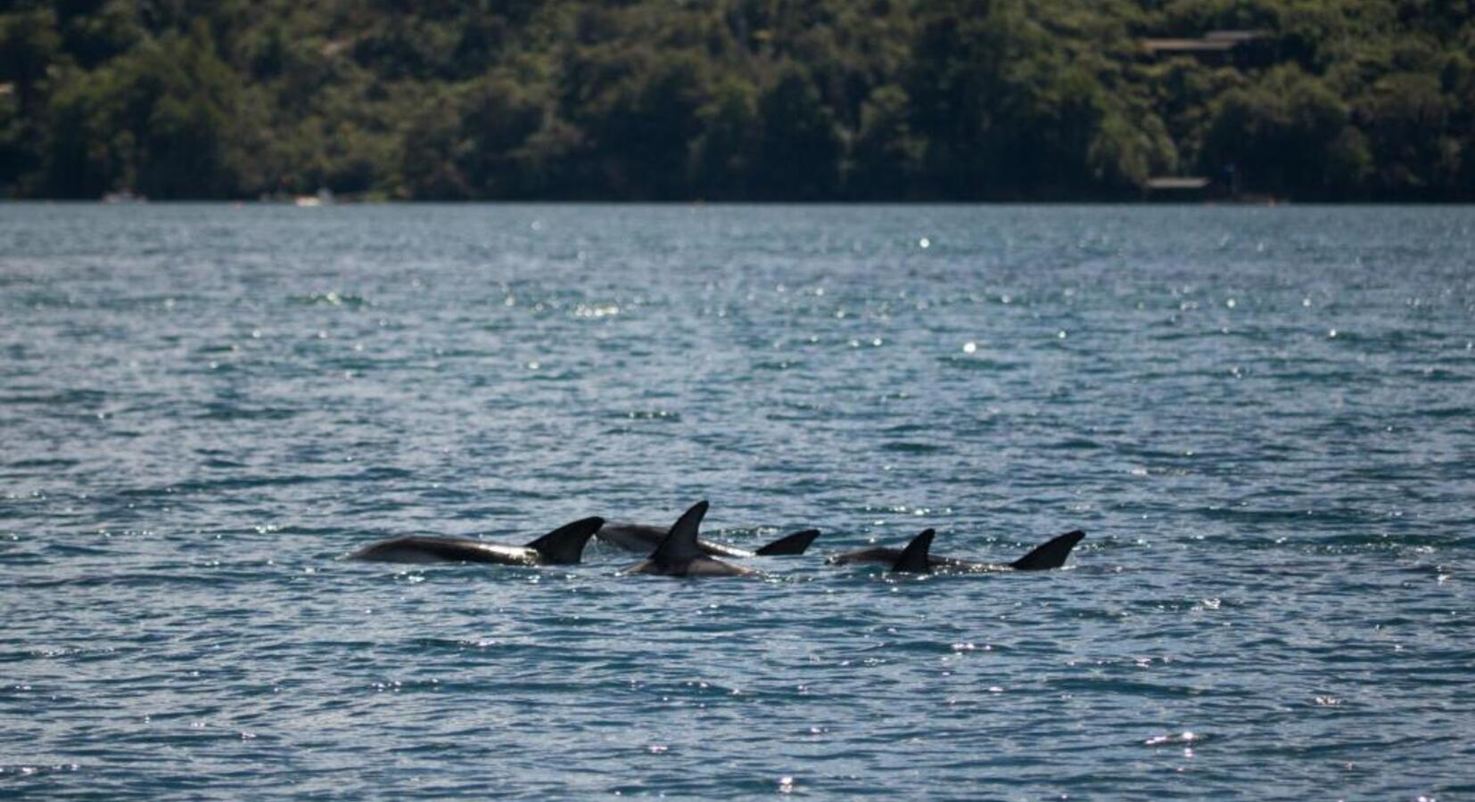 Dolphins Swimming