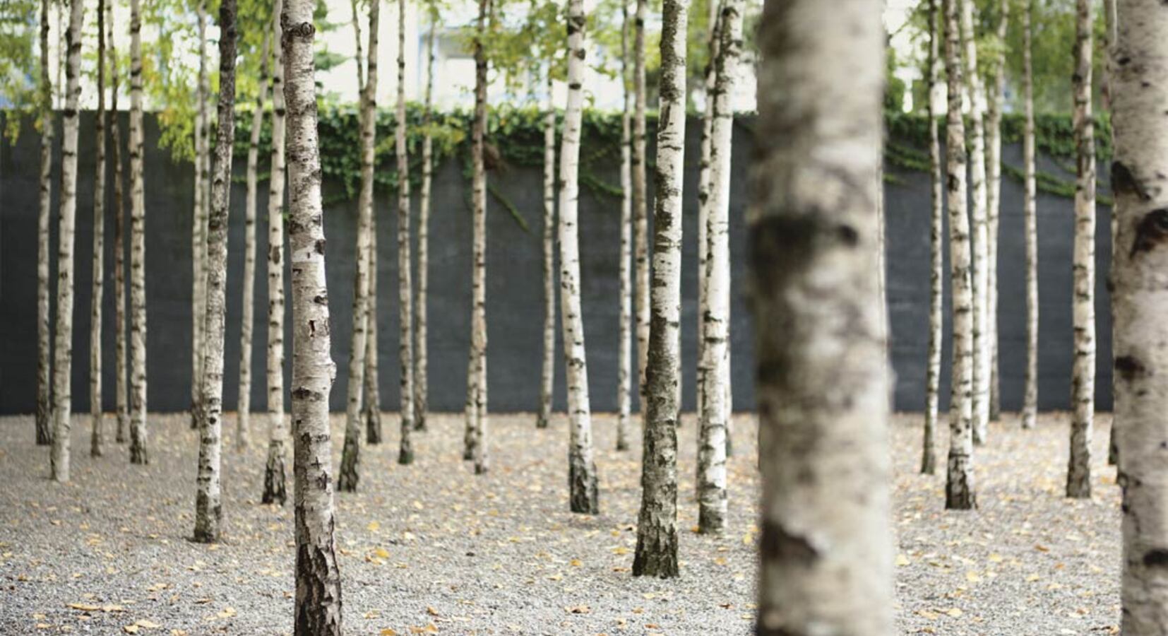 Central courtyard planted with silver birches