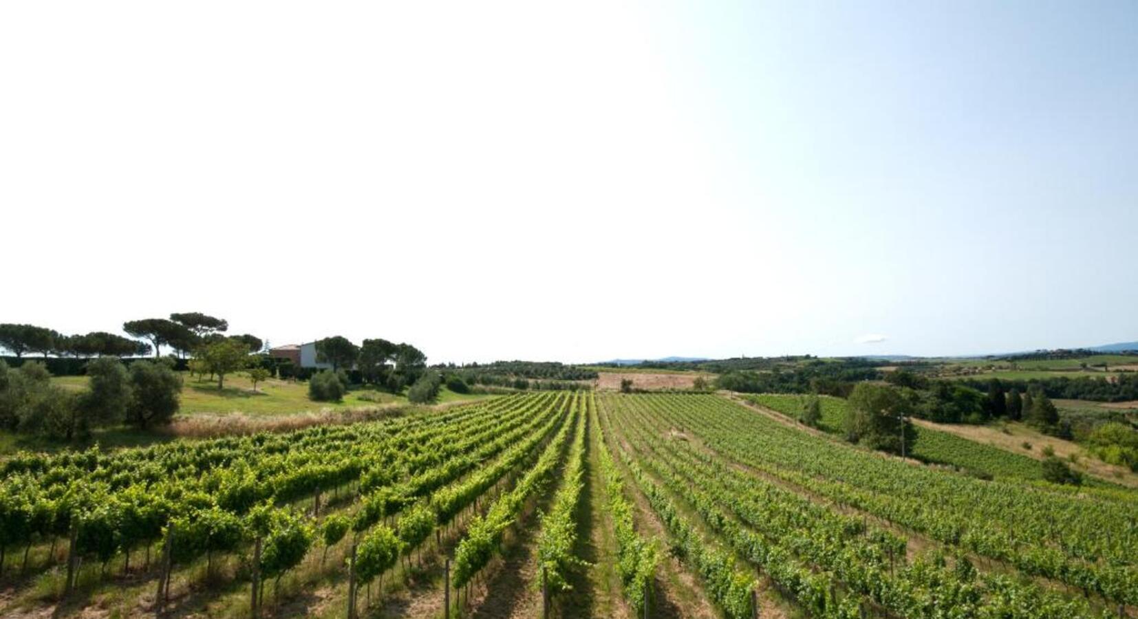 Vineyards