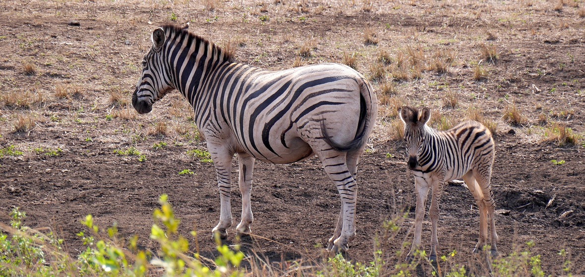 Photo of Hluhluwe