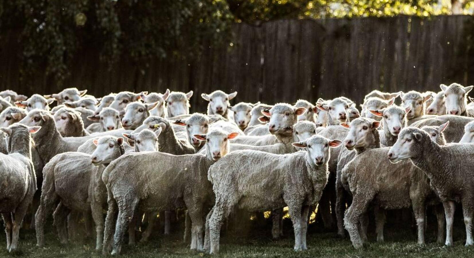 Merino Sheep