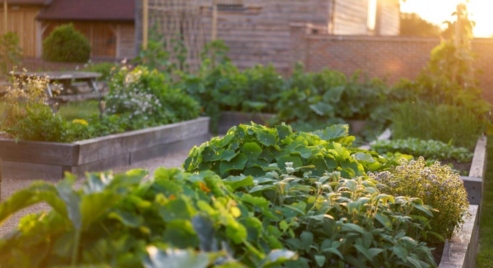 Kitchen Garden