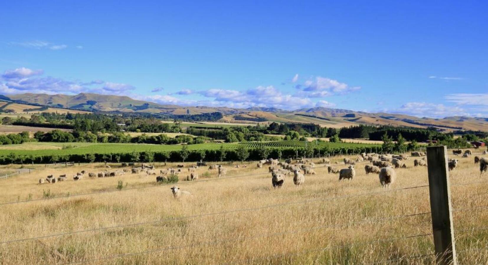 Sheep in the Field