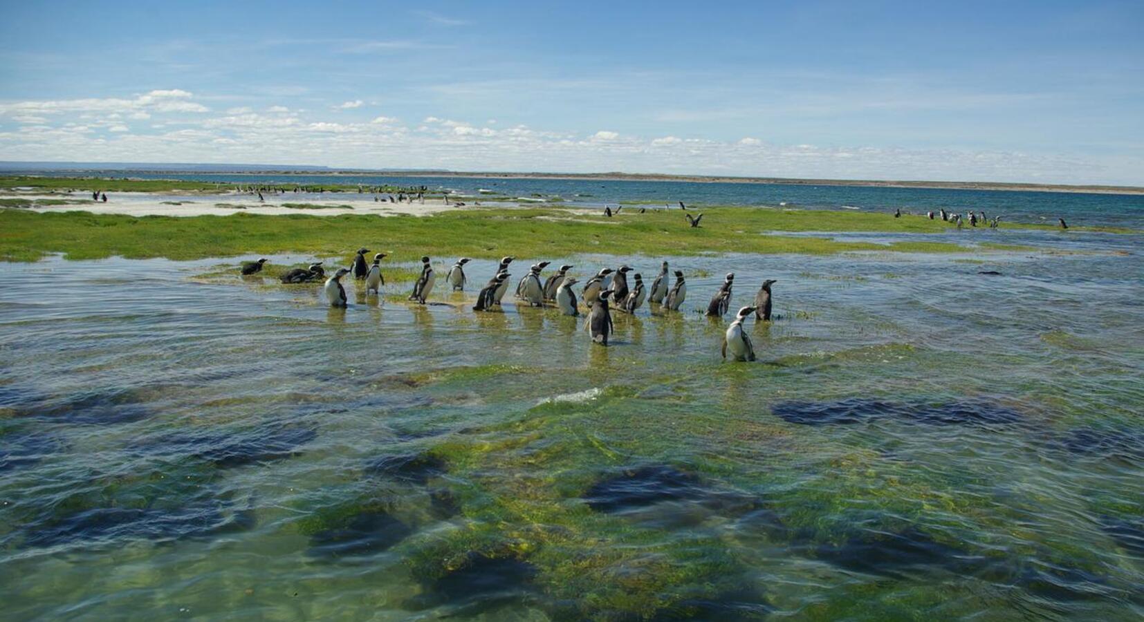 Penguin Island