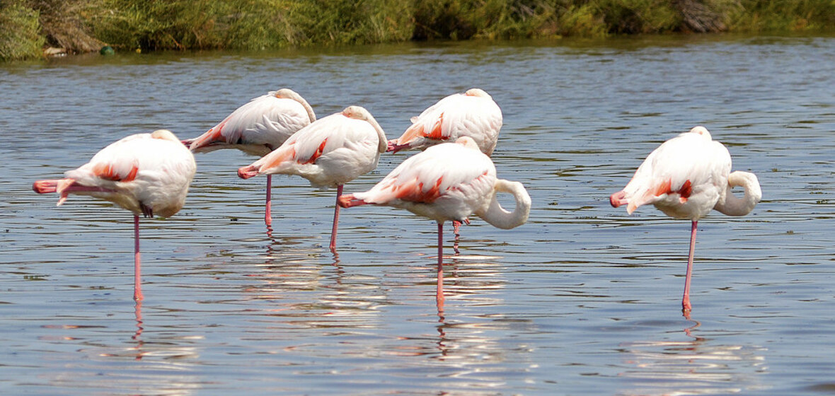 Photo of Port Camargue