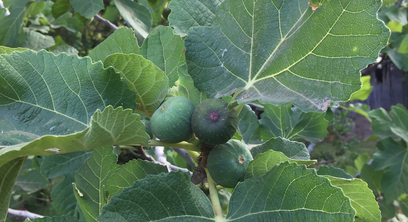 Garden figs