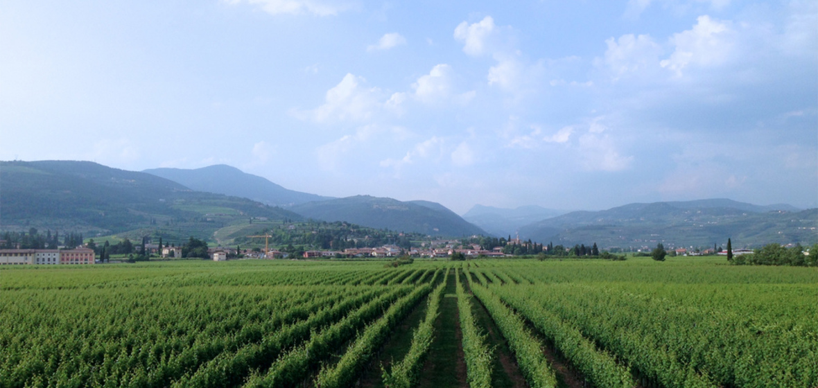 Photo of Valpolicella