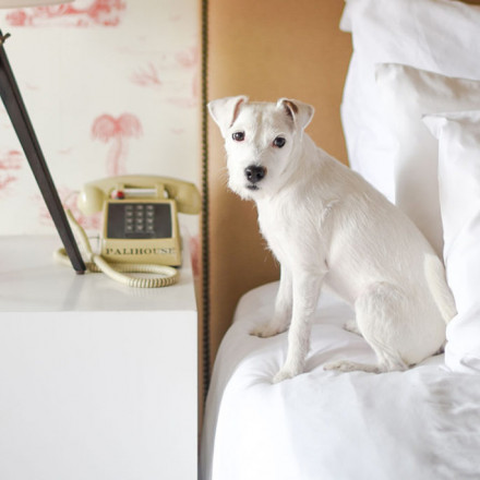 7 Pet Friendly Hotels in Santa Monica