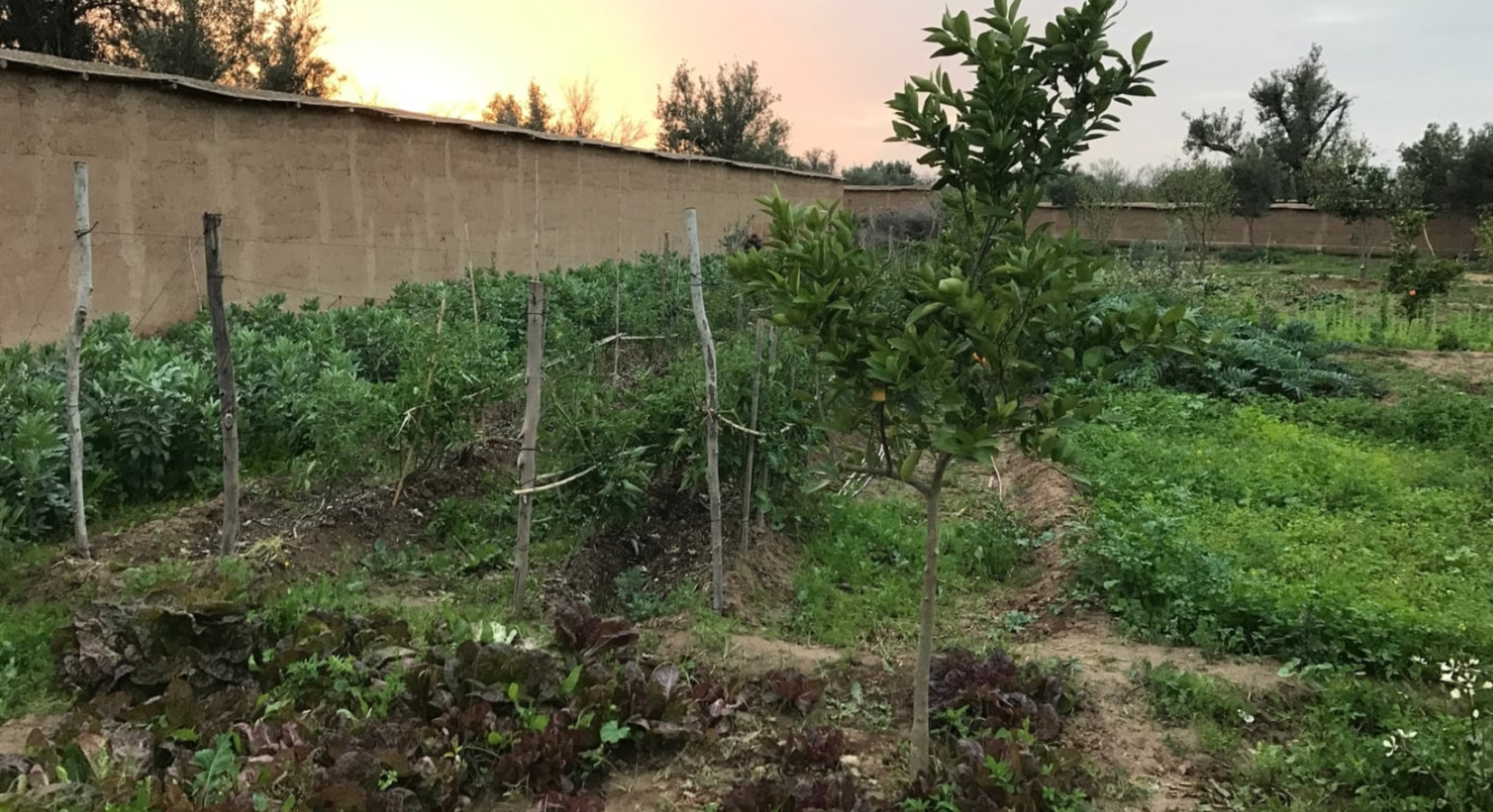 Vegetable garden