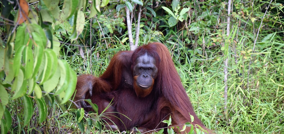 Foto von Borneo