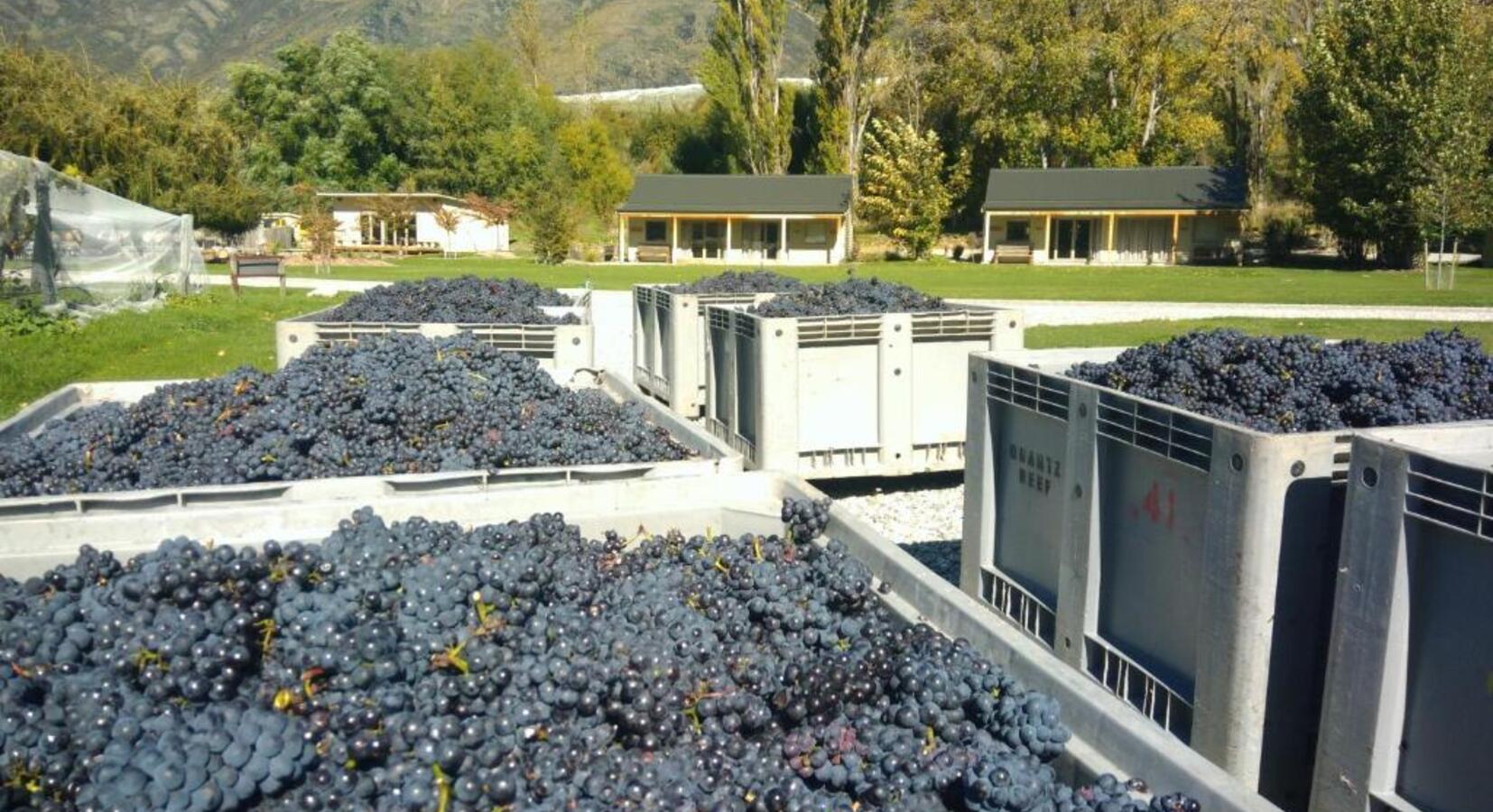 Grape Harvest