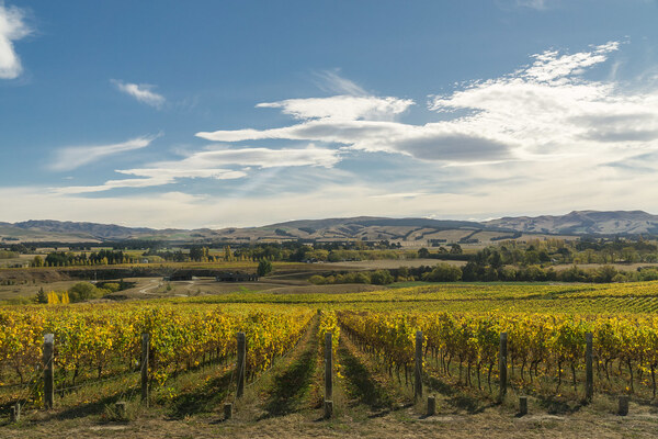 Waipara Valley vines