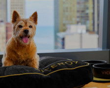 20 Haustierfreundliche Hotels Chicago