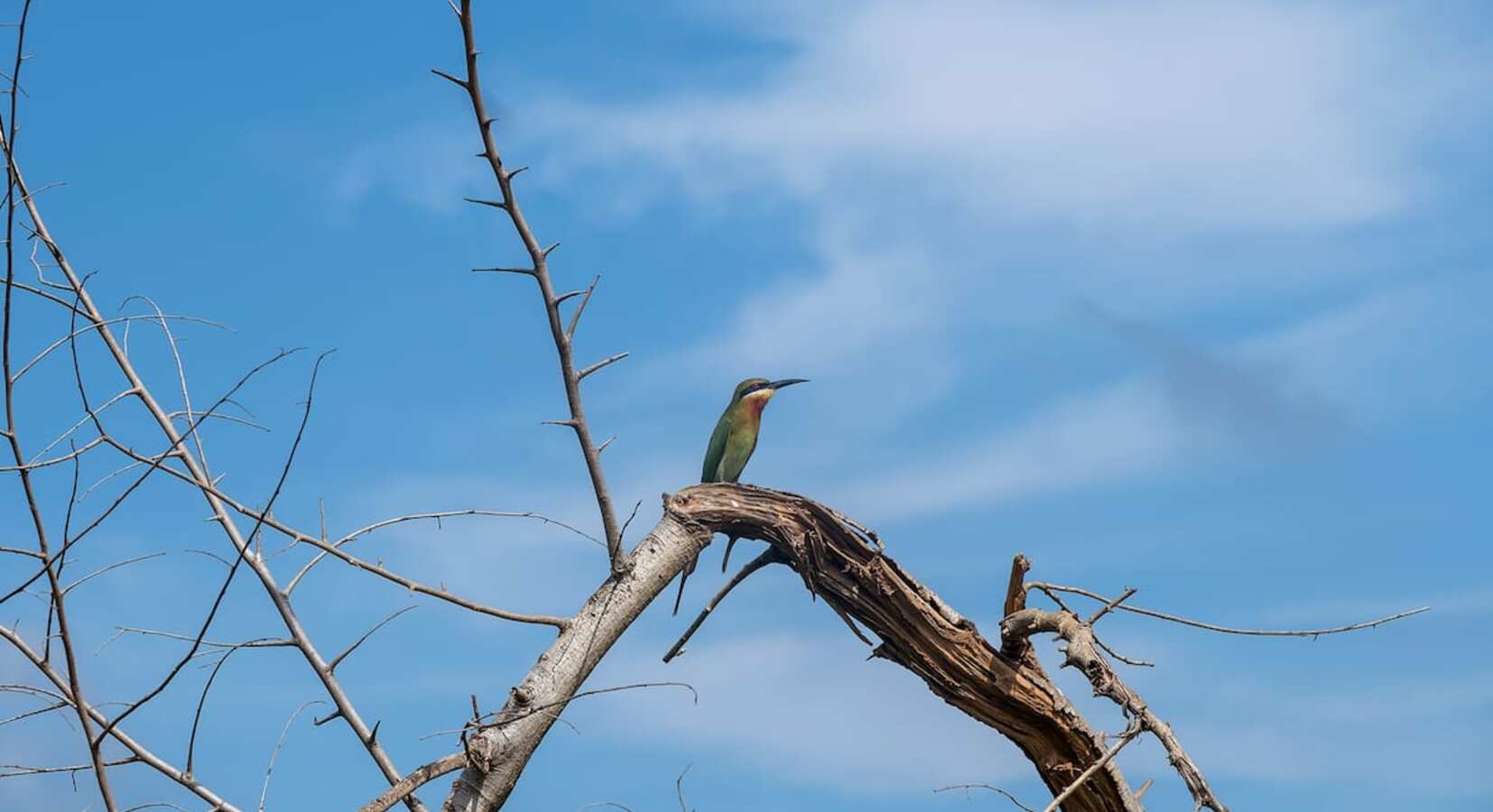 Bee-Eater