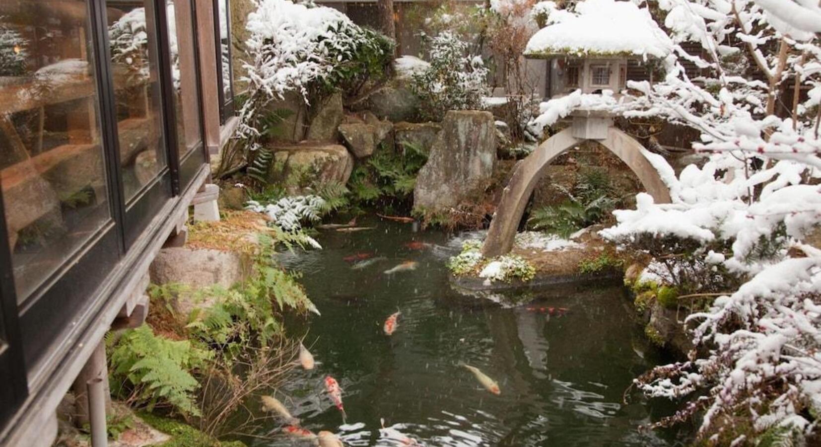 Koi pond