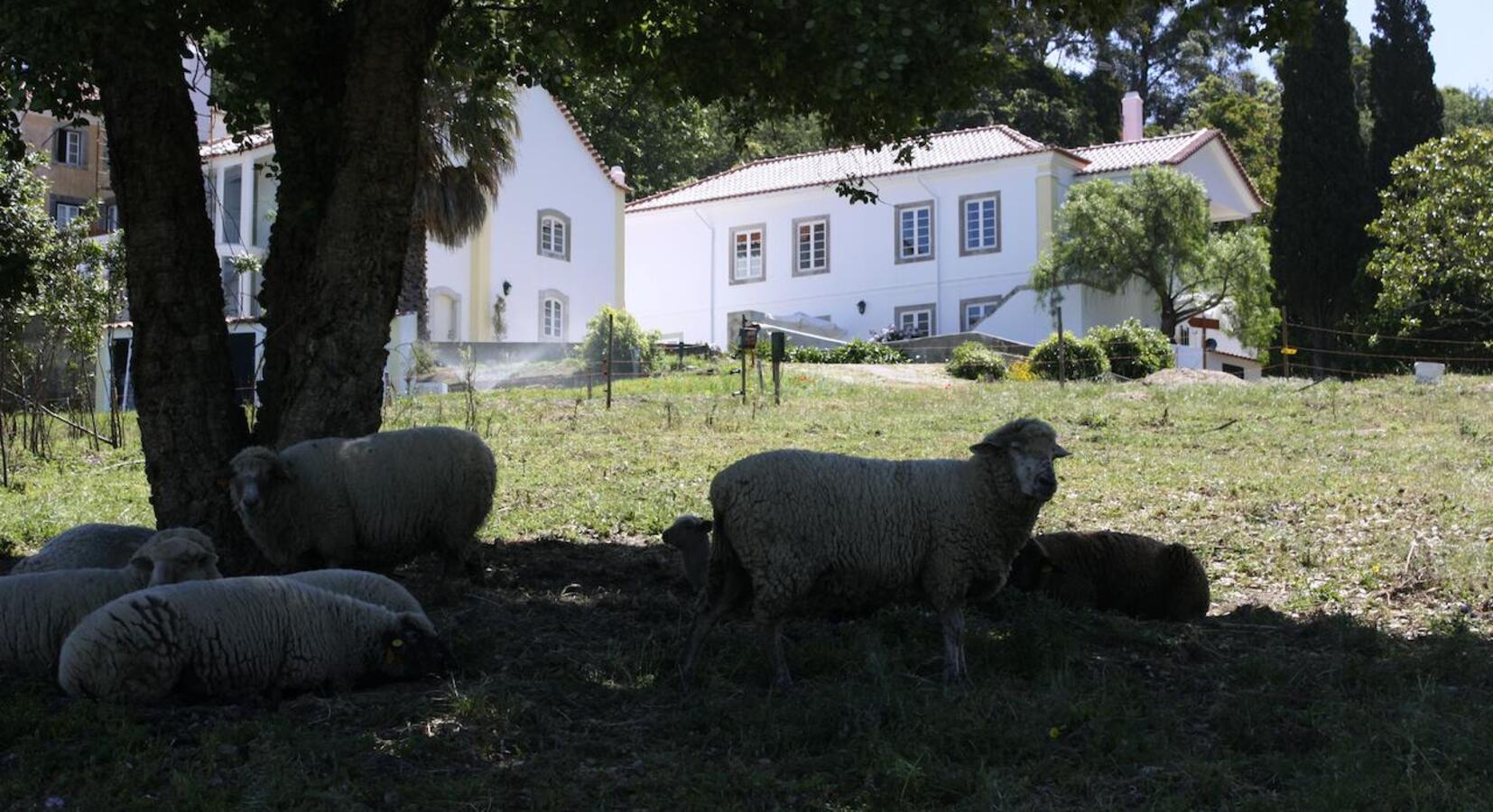 Farm view