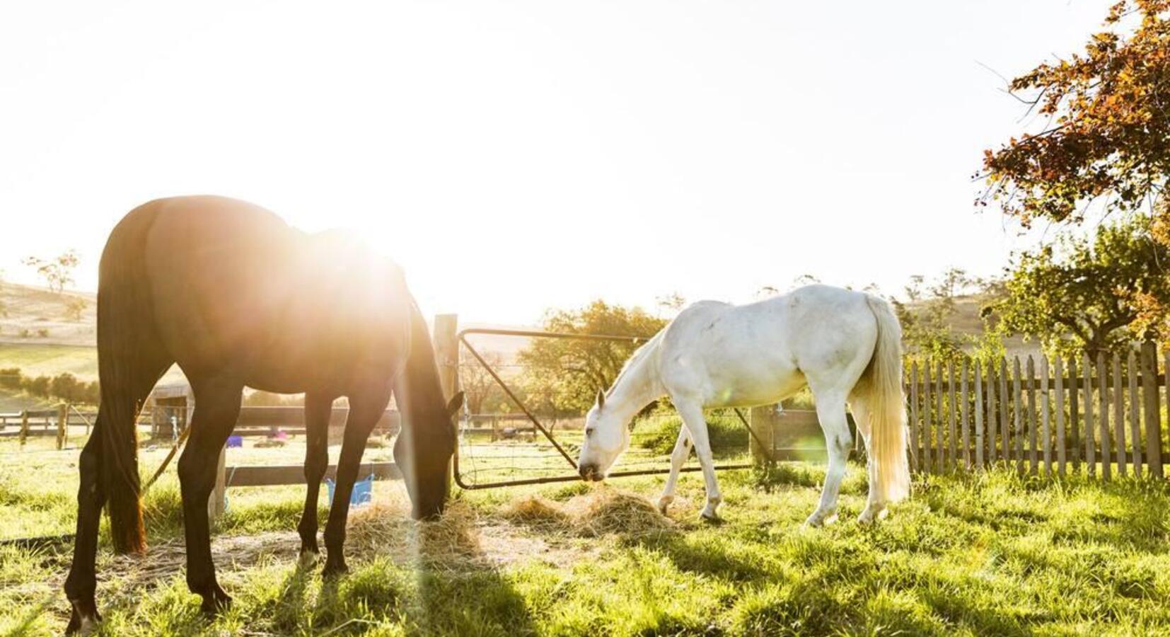 Horses