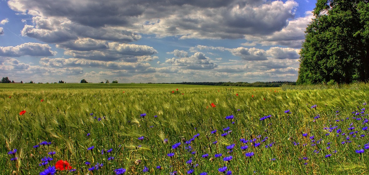 Foto von Brandenburg