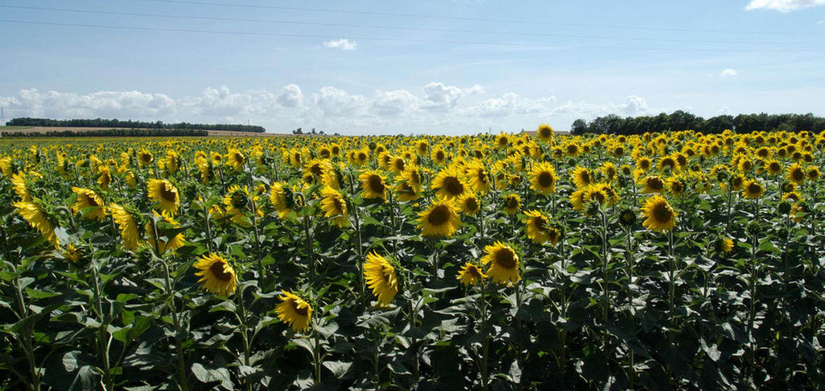 Photo de Charente