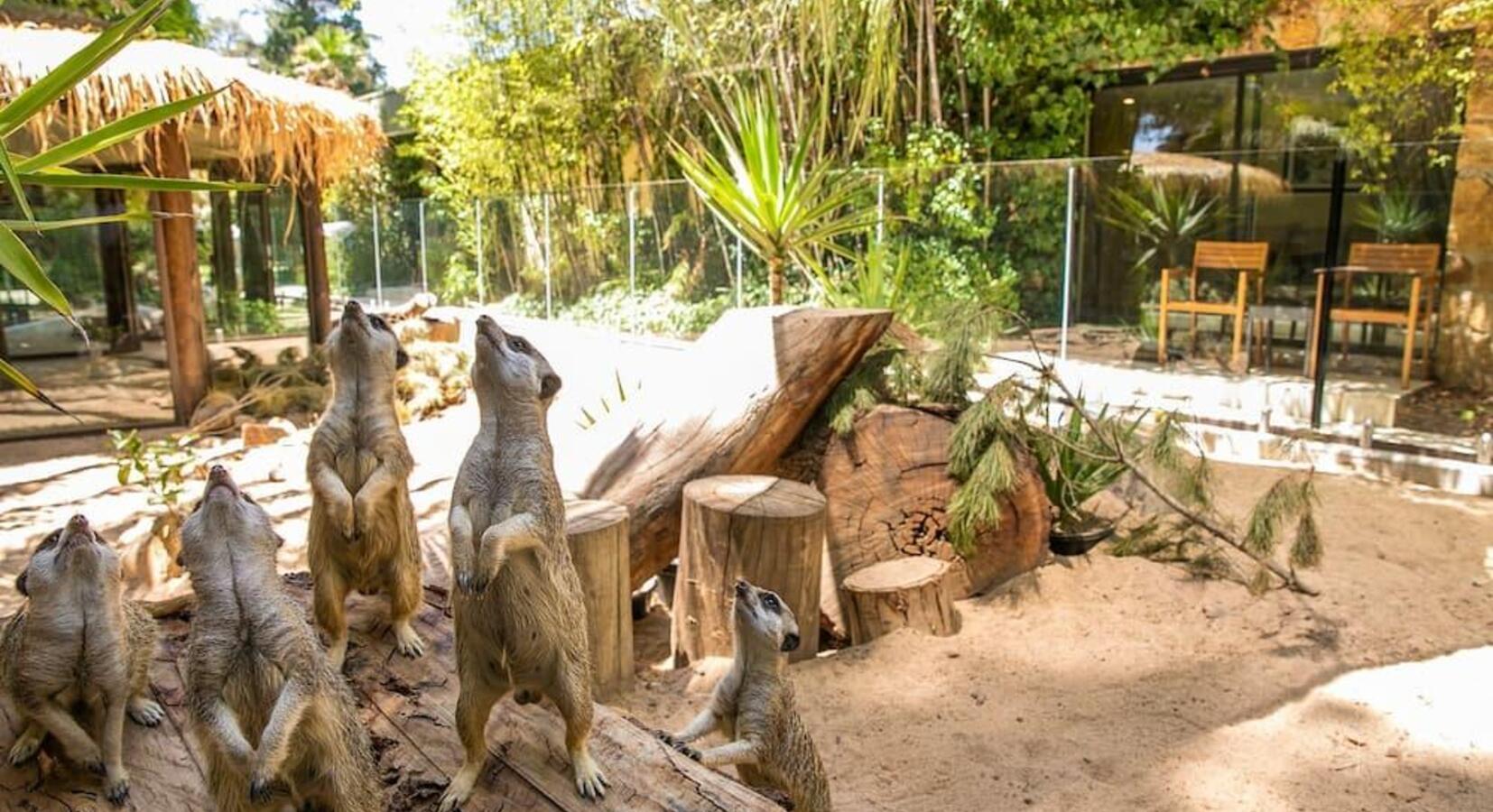 Meerkat Enclosure