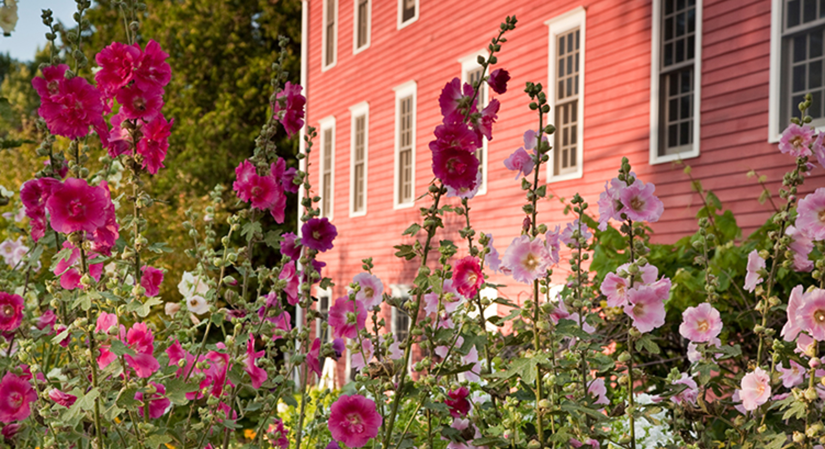 Flowers in garden