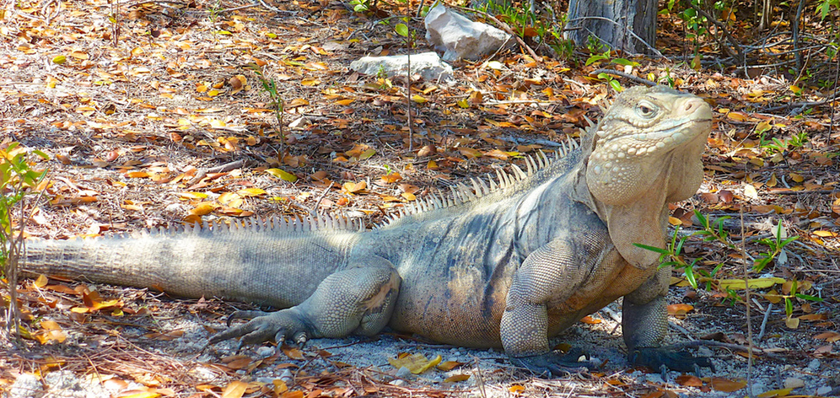 Foto von Little Cayman